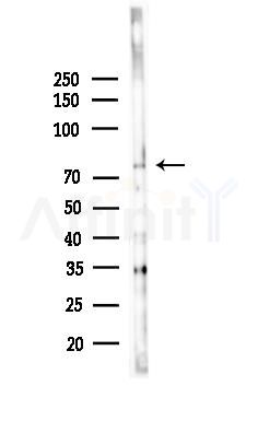 DNER Antibody - Western blot analysis of lysates from HepG2 cells(heat-shock,45min treatment), using DNER Antibody at 1/1000 dilution.