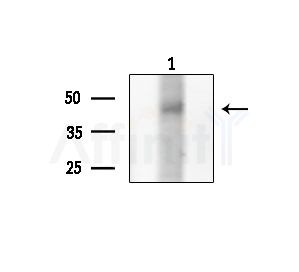 MFGE8 Antibody - Western blot analysis of extracts from COLO205 cells, using MFGE8 Antibody at 1/1000 dilution.