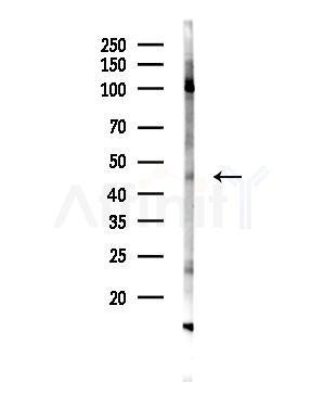 MFGE8 Antibody - Western blot analysis of lysates from COLO205 cells, using MFGE8 Antibody at 1/1000 dilution.