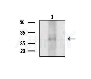 PLUNC Antibody - Western blot analysis of extracts from COLO205 cells, using PLUNC Antibody at 1/1000 dilution.
