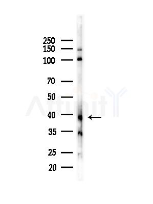 DRD3 Antibody - Western blot analysis of lysates from HepG2 cells(LPS,4h treatment), using DRD3 Antibody at 1/1000 dilution.