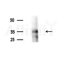 PE2R1 Antibody - Western blot analysis of extracts from HepG2 cells(starvation,24h treatment), using PE2R1 Antibody at 1/1000 dilution.