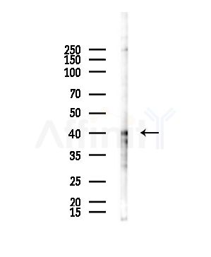 PE2R1 Antibody - Western blot analysis of lysates from HepG2 cells(starvation,24h treatment), using PE2R1 Antibody at 1/1000 dilution.