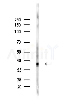 LT4R1 Antibody - Western blot analysis of lysates from Mouse brain, using LT4R1 Antibody at 1/1000 dilution.