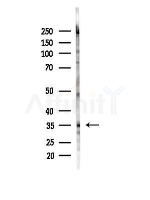 OR13J1 Antibody - Western blot analysis of lysates from HepG2 cells(starvation,24h treatment), using OR13J1 Antibody at 1/1000 dilution.