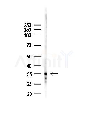 OR4C46 Antibody - Western blot analysis of lysates from HepG2 cells(starvation,24h treatment), using OR4C46 Antibody at 1/1000 dilution.