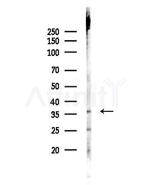 OR52E6/52E8 Antibody - Western blot analysis of lysates from Rat testis, using OR52E6/52E8 Antibody at 1/1000 dilution.