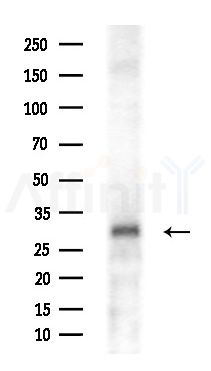 OR56B2 Antibody - Western blot analysis of extracts from HepG2 cells(starvation treatment), using OR56B2 Antibody at 1/1000 dilution.