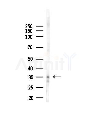 OR56B2 Antibody - Western blot analysis of lysates from HepG2 cells(starvation,24h treatment), using OR56B2 Antibody at 1/1000 dilution.