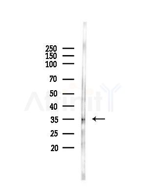 OR5AT1 Antibody - Western blot analysis of lysates from Hela cells(heat-shock,45min treatment), using OR5AT1 Antibody at 1/1000 dilution.