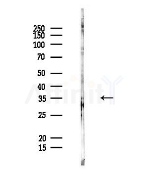 OR5AV1 Antibody - Western blot analysis of lysates from Rat liver, using OR5AV1 Antibody at 1/1000 dilution.