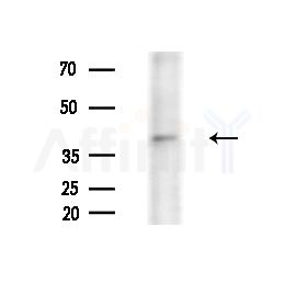 OPSB Antibody - Western blot analysis of extracts from B16F10-LUC cells(heat-shock,45min treatment), using OPSB Antibody at 1/1000 dilution.