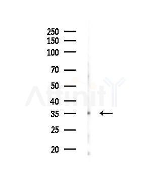 OR1E1 Antibody - Western blot analysis of lysates from Rat testis, using OR1E1 Antibody at 1/1000 dilution.