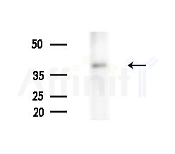OR1E2 Antibody - Western blot analysis of extracts from B16F10-LUC cells(heat-shock,45min treatment), using OR1E2 Antibody at 1/1000 dilution.