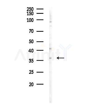 OR1E2 Antibody - Western blot analysis of lysates from B16F10-LUC cells(heat-shock,45min treatment), using OR1E2 Antibody at 1/1000 dilution.