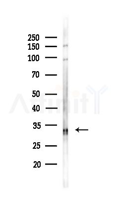 OR1K1 Antibody - Western blot analysis of lysates from COLO205 cells(UV,30min treatment), using OR1K1 Antibody at 1/1000 dilution.