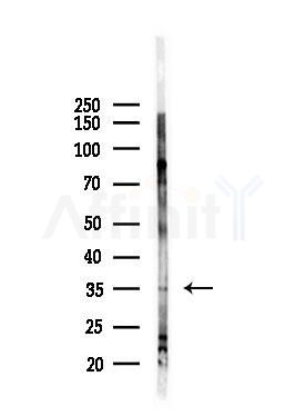 OR1L8 Antibody - Western blot analysis of lysates from 293 cells(starvation,24h treatment), using OR1L8 Antibody at 1/1000 dilution.