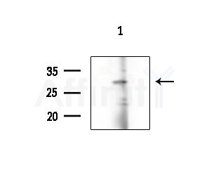 OR1M1 Antibody - Western blot analysis of extracts from 293 cells(starvation treatment), using OR1M1 Antibody at 1/1000 dilution.