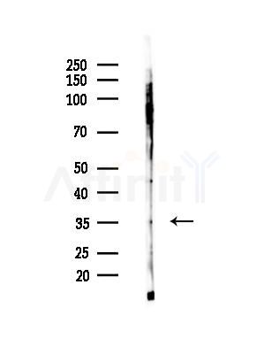 OR1M1 Antibody - Western blot analysis of lysates from 293 cells(starvation,24h treatment), using OR1M1 Antibody at 1/1000 dilution.