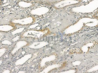 OR2B3 Antibody - DF10244 at 1/100 staining human normal kidney tissue by IHC-P.