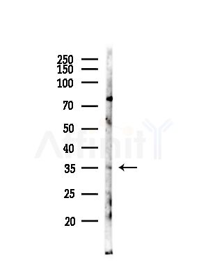 OR2G6 Antibody - Western blot analysis of lysates from Mouse testis, using OR2G6 Antibody at 1/1000 dilution.