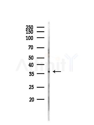 OR2L13 Antibody - Western blot analysis of lysates from Mouse testis, using OR2L13 Antibody at 1/1000 dilution.