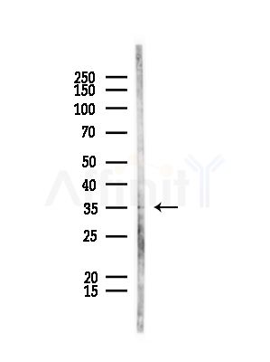 OR4D2 Antibody - Western blot analysis of lysates from Rat liver, using OR4D2 Antibody at 1/1000 dilution.