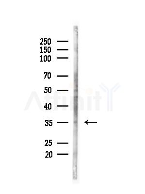 OR4D9 Antibody - Western blot analysis of lysates from Mouse brain, using OR4D9 Antibody at 1/1000 dilution.