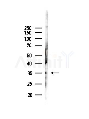 OR4D9 Antibody - Western blot analysis of lysates from Rat testis, using OR4D9 Antibody at 1/1000 dilution.