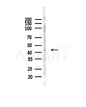 OR5L1/2 Antibody - Western blot analysis of lysates from COLO205 cells(heat-shock,45min treatment), using OR5L1/2 Antibody at 1/1000 dilution.