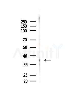 OR5T1 Antibody - Western blot analysis of lysates from Mouse brain, using OR5T1 Antibody at 1/1000 dilution.