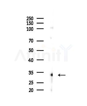 OR6B1 Antibody - Western blot analysis of lysates from HepG2 cells, using OR6B1 Antibody at 1/1000 dilution.