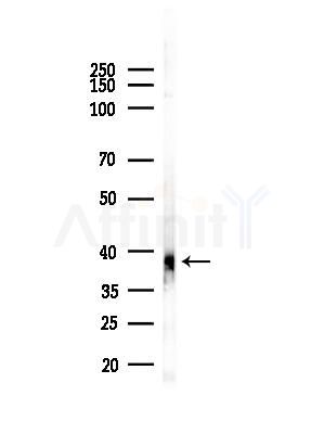 P2RY10 Antibody - Western blot analysis of lysates from PC12 cells(LPS,4h treatment), using P2RY10 Antibody at 1/1000 dilution.