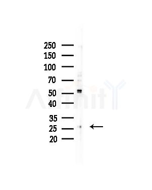 TAS2R12 Antibody - Western blot analysis of lysates from COLO205 cells(heat-shock,45min treatment), using TAS2R12 Antibody at 1/1000 dilution.