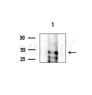 TAS2R38 Antibody - Western blot analysis of extracts from HepG2 cells, using TAS2R38 Antibody at 1/1000 dilution.