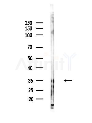 TAS2R38 Antibody - Western blot analysis of lysates from HepG2 cells, using TAS2R38 Antibody at 1/1000 dilution.