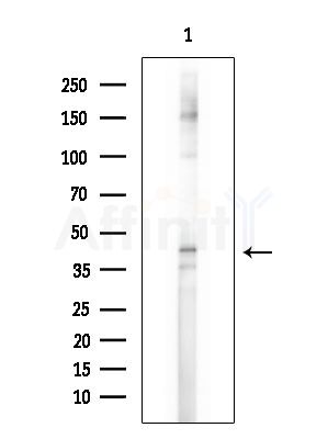 TAAR1 Antibody - Western blot analysis of extracts from Mouse brain, using TAAR1 Antibody at 1/1000 dilution.