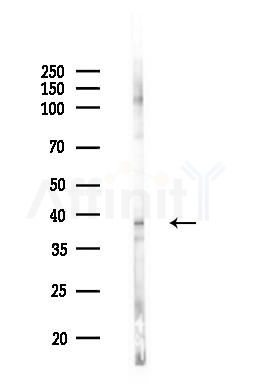 TAAR1 Antibody - Western blot analysis of lysates from Mouse brain, using TAAR1 Antibody at 1/1000 dilution.