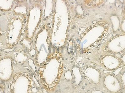 TAAR1 Antibody - DF10274 at 1/100 staining human normal kidney tissue by IHC-P.