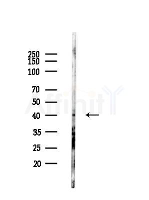 TAAR2 Antibody - Western blot analysis of lysates from LoVo cells(heat-shock,45min treatment), using TAAR2 Antibody at 1/1000 dilution.