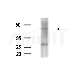 GPR109A/B Antibody - Western blot analysis of extracts from B16F10-LUC cells(heat-shock,45min treatment), using GPR109A/B Antibody at 1/1000 dilution.