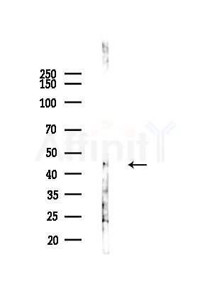 OR52H1 Antibody - Western blot analysis of lysates from COLO205 cells(UV,30min treatment), using OR52H1 Antibody at 1/1000 dilution.