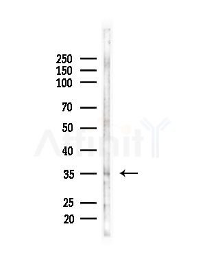 OR52L2 Antibody - Western blot analysis of lysates from Mouse brain, using OR52L2 Antibody at 1/1000 dilution.