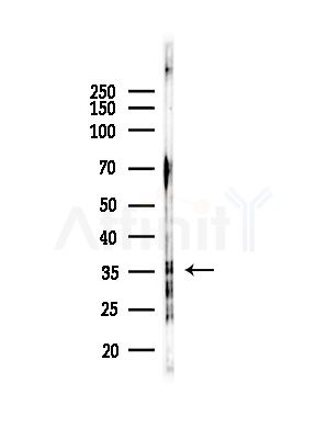 OR52L2 Antibody - Western blot analysis of lysates from Rat testis, using OR52L2 Antibody at 1/1000 dilution.