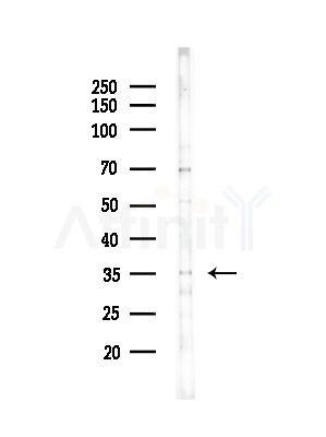 OR52M1 Antibody - Western blot analysis of lysates from HUVEC cells(starvation,24h treatment), using OR52M1 Antibody at 1/1000 dilution.