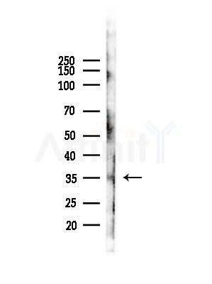 OR52P1 Antibody - Western blot analysis of lysates from COS-7 cells(heat-shock,45min treatment), using OR52P1 Antibody at 1/1000 dilution.