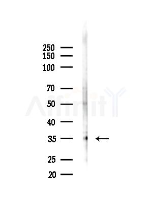 OR13A1 Antibody - Western blot analysis of lysates from HepG2 cells(LPS,4h treatment), using OR13A1 Antibody at 1/1000 dilution.