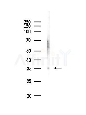 OR13A1 Antibody - Western blot analysis of lysates from RAW264.