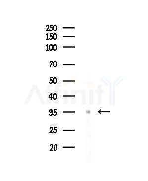 OR4N2 Antibody - Western blot analysis of lysates from COLO205 cells, using OR4N2 Antibody at 1/1000 dilution.