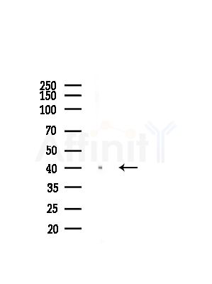 OR5R1 Antibody - Western blot analysis of lysates from Hela cells(starvation,24h treatment), using OR5R1 Antibody at 1/1000 dilution.